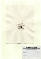 藏品(長枝沙菜)的圖片